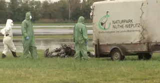 ইউরোপে দ্রুত ছড়িয়ে পড়ছে বার্ড ফ্লু; জার্মানিতে ১ লাখ ৩০ হাজার হাঁস-মুরগী নিধনের সিদ্ধান্ত